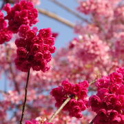 おかめ桜と寒緋桜がとにかく見事でキレイなお寺(内部の公開はしてません)