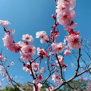 梅の季節は、敷地内の小野梅園が有名です。