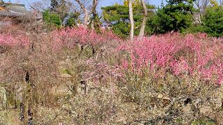 梅苑はさすがの美しさ!　1000円払って見る価値ありました!