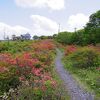 室根山つつじまつり