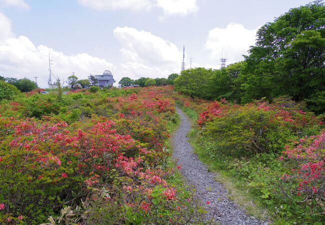 室根山つつじまつり