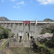 君ヶ野ダム周辺は1,300本もの多くの桜が植樹されています