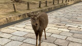 奈良公園