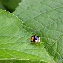 テントウムシを見つけました、カタツムリはいませんね
