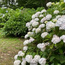 大宮第二公園・アジサイ園