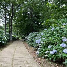 アジサイ園