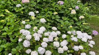 大宮第二公園・アジサイ園で紫陽花が咲いています。駐車場は現在閉鎖中なので注意です。自転車か徒歩でのアクセスです。