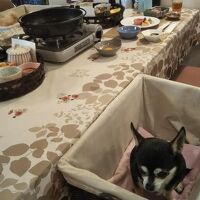 ペット＆スパホテル那須ワン 写真