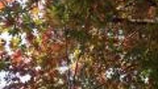 紅葉の名所