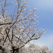 桜が満開でした