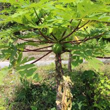 道路脇にフツーに植えられていたパパイヤの木。