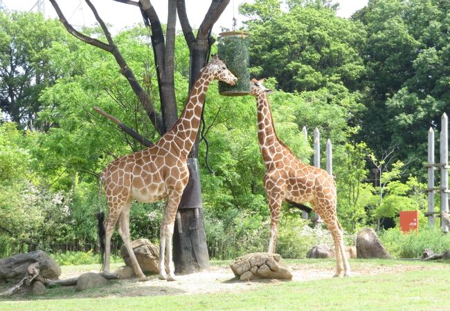 よこはま動物園ズーラシア クチコミ アクセス 営業時間 戸塚 いずみ野 港南台 フォートラベル よこはま動物園ズーラシア クチコミ アクセス 営業時間 戸塚 いずみ野 港南台 フォートラベル