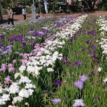 油ヶ淵花しょうぶ公園