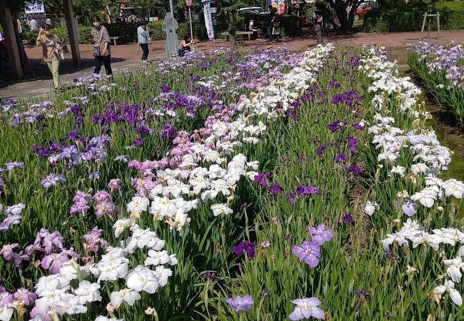 油ヶ淵花しょうぶ公園