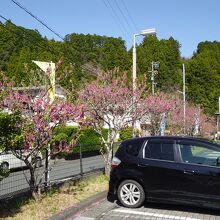 花桃は見ごろを過ぎていました