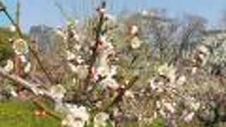 広大な梅林ですね