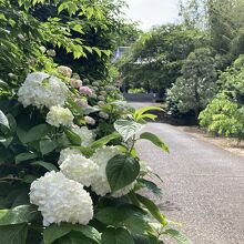 参道の左側がアジサイ、右側が梅の並木