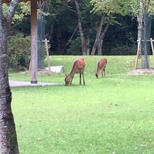 鹿がいる桜の森