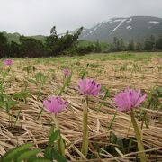 6月上旬ではまだ枯れたような湿原の風景