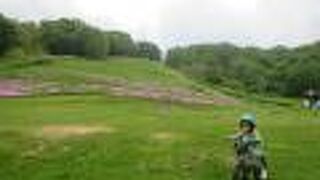 一応、ここにも芝桜