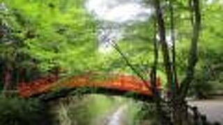 瑞々しい青もみじ