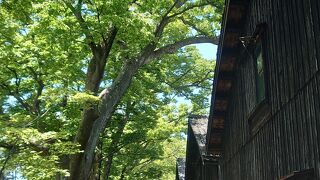 晴れた日の欅並木は美しい