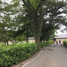 ほとんどが樹々と砂利