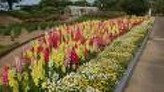 キンギョソウがきれいでした