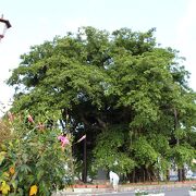 300年以上も名護市の商店街を見守ってきた大樹。