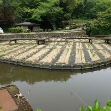 一番下にある大きな池の菖蒲田