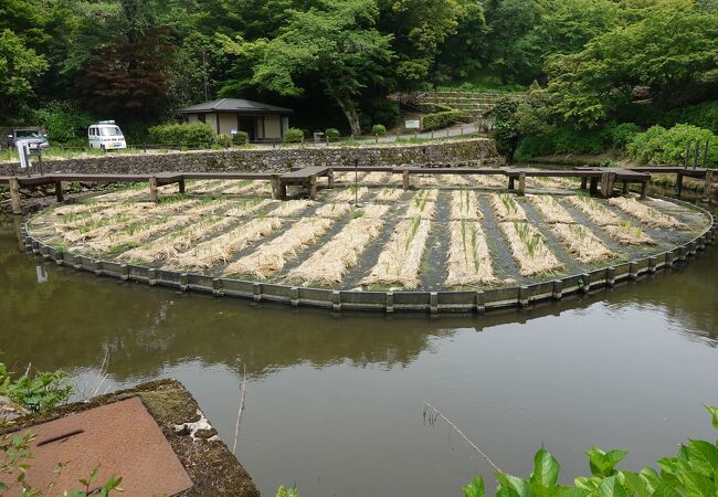 藤もある菖蒲田。谷沿いに段々畑になっています