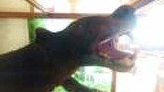 熊のハクセイを展示