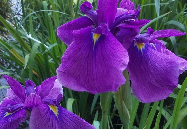 菖蒲の花が見頃を迎えています。