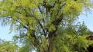 樹齢約600年、幹周り4.4m