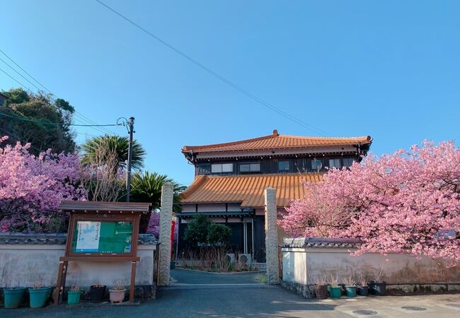 2月に訪れることがあるなら、是非見事に咲き誇る、河津桜を見に行くことをオススメします!