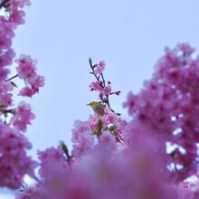 メジロがかわいかった