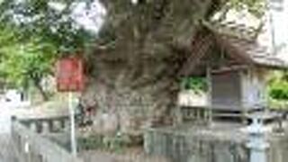 神社の敷地内にある大きなケヤキの木