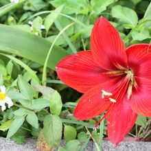 ～沖縄には真っ赤な花が似合いますね～