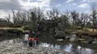 庭園が綺麗に見えました