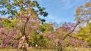 周囲に咲く桜が綺麗