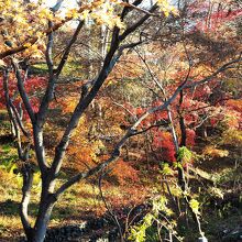 木々は赤く黄色く染まっていて