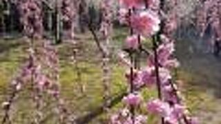 花にボリューム感があります