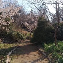 桜と水仙咲く遊歩道(2月)