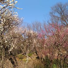 梅林もきれいでした(2月)