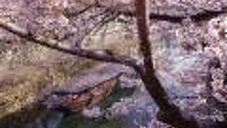 桜の季節には、まるでポストカードのような写真が撮れる!　めっちゃキレイでした。