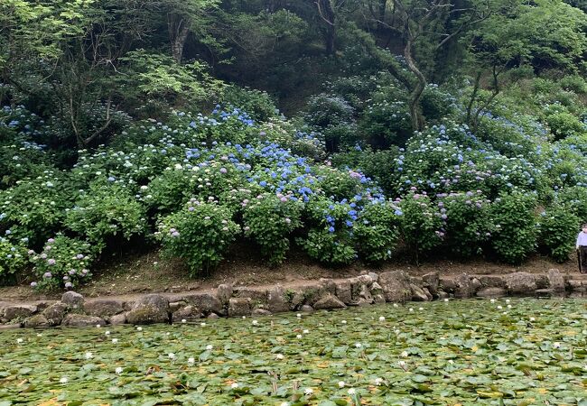 あじさいの池