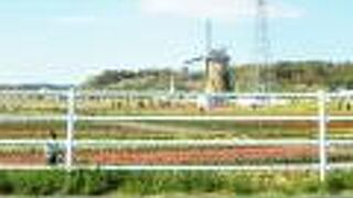 色採どりの綺麗なチューリップ畑