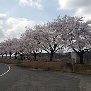 桜がきれいです。