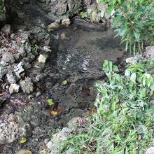 綺麗な湧水です。