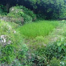 小さな田んぼがありました。